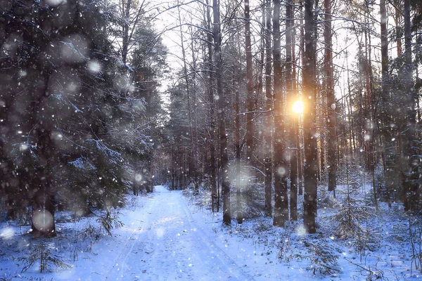 Лучи Солнечного Ландшафта Зимнего Леса Светящийся Пейзаж Красивом Снежном Лесу — стоковое фото
