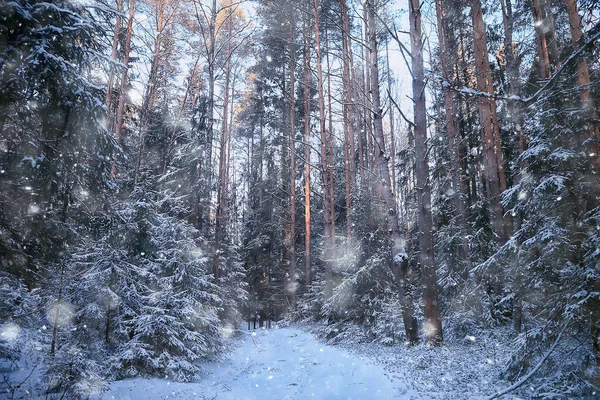 Krajobraz Opady Śniegu Lesie Las Pokryty Śniegiem Panoramiczne Drzewa Widokowe — Zdjęcie stockowe