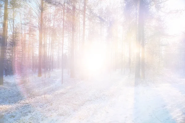 Φόντο Ηλιόλουστη Λάμψη Δάσος Χειμώνα Αφηρημένη Φόντο — Φωτογραφία Αρχείου