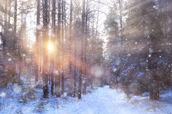 Promienie Słońca Krajobraz Zimowy Las Jaskrawy Krajobraz Pięknym Zaśnieżonym Lesie — Zdjęcie stockowe