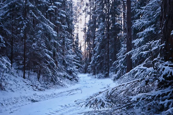 Paisaje Invierno Bosque Sombrío Paisaje Estacional Nieve Naturaleza Del Bosque —  Fotos de Stock