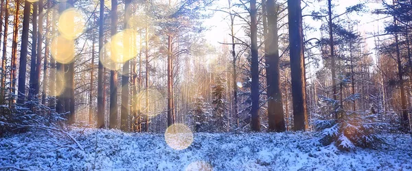 Rays Sun Landscape Winter Forest Glow Landscape Beautiful Snowy Forest — 스톡 사진