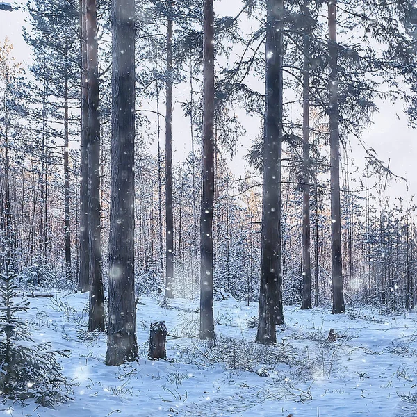 Foto Quadrate Foresta Nel Paesaggio Invernale Neve Nel Panorama Forestale — Foto Stock