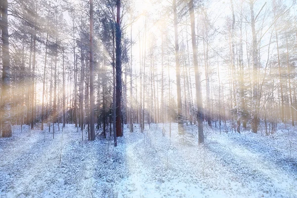 Solens Strålar Landskap Vinter Skog Glöd Landskap Vacker Snöig Skog — Stockfoto