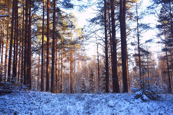 Landscape winter forest gloomy, seasonal landscape snow in forest nature