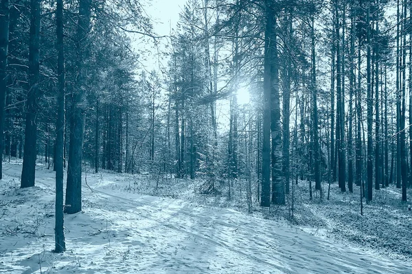 Paysage Hiver Forêt Sombre Paysage Saisonnier Neige Dans Forêt Nature — Photo