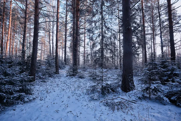 Manzara Kış Ormanı Kasvetli Mevsimsel Manzara Karlı Orman Doğası — Stok fotoğraf