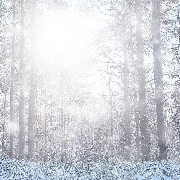 冬の風景の中の正方形の写真の森2月の風景の冬の森のパノラマの雪 — ストック写真