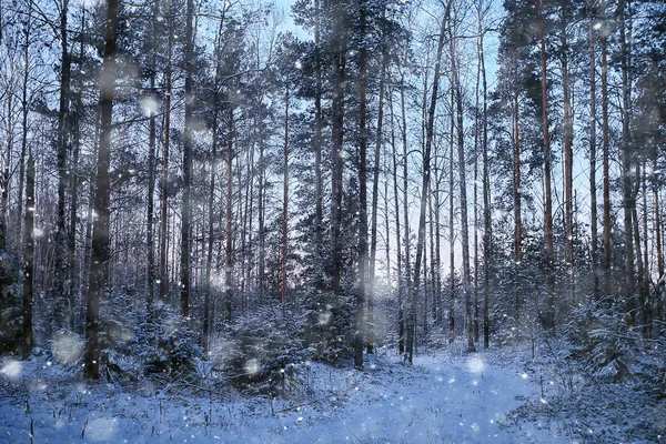 Ландшафт Снегопад Лесу Покрытый Снегом Лес Панорамный Вид Деревья Снежную — стоковое фото