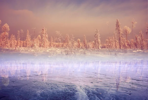 Forêt Bord Lac Paysage Hivernal Glace Transparente Vue Sur Nature — Photo