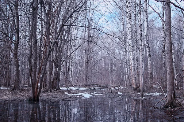 森の中の冬の森悲観的な季節の風景雪 — ストック写真