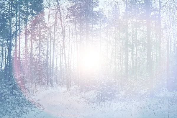Fundo Ensolarado Brilho Floresta Inverno Abstrato Fundo — Fotografia de Stock