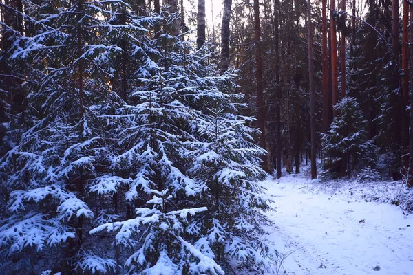 Krajobraz Zima Las Ponury Sezonowy Śnieg Krajobraz Lesie Natura — Zdjęcie stockowe