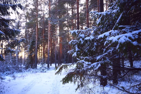 Paysage Hiver Forêt Sombre Paysage Saisonnier Neige Dans Forêt Nature — Photo