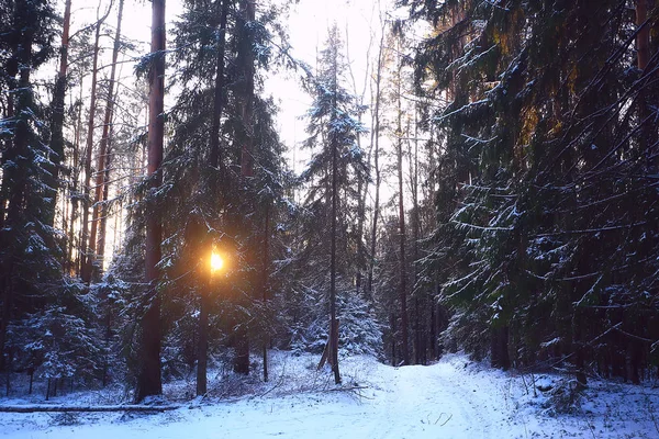 Strahlen Der Sonne Landschaft Winterwald Glühende Landschaft Einem Schönen Verschneiten — Stockfoto