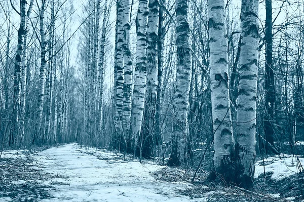 März Birkenwald Abstrakte Verschwommene Landschaft Wald — Stockfoto