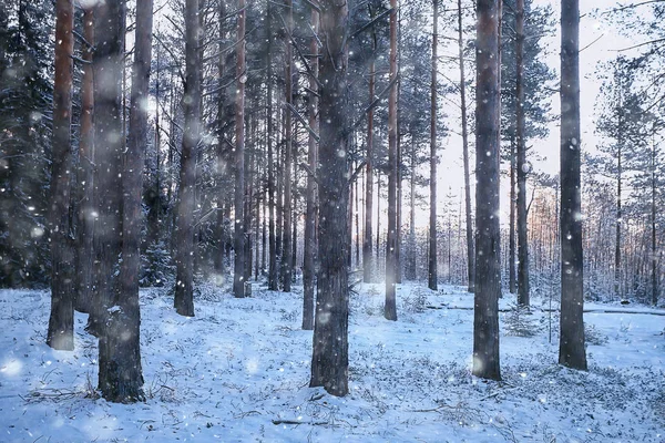 Paysage Neige Dans Forêt Forêt Couverte Neige Vue Panoramique Arbres — Photo