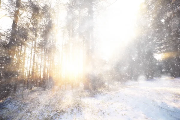 阳光普照的冬季森林 在美丽的雪地森林里闪耀的冬季全景 — 图库照片