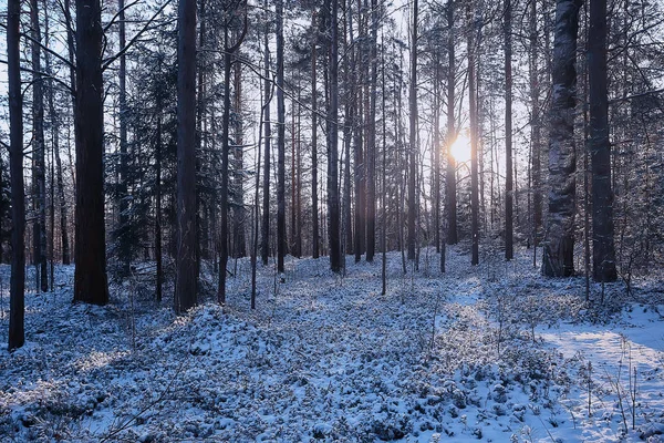 Manzara Kış Ormanı Kasvetli Mevsimsel Manzara Karlı Orman Doğası — Stok fotoğraf