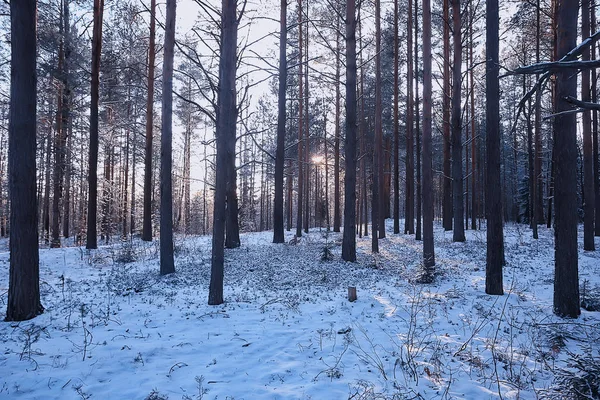 Paysage Hiver Forêt Sombre Paysage Saisonnier Neige Dans Forêt Nature — Photo