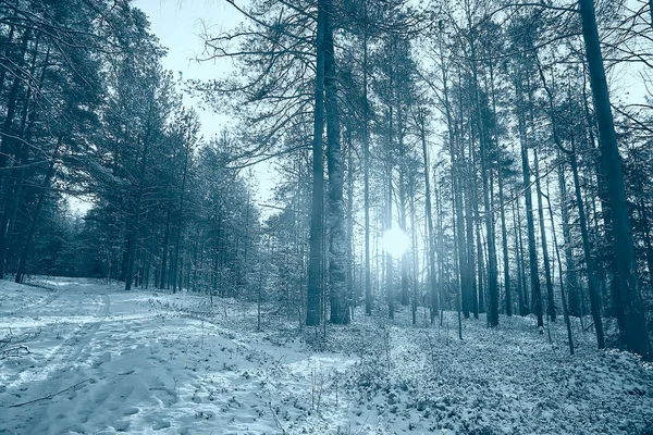 山水冬季森林阴郁 山水季节雪地森林自然 — 图库照片