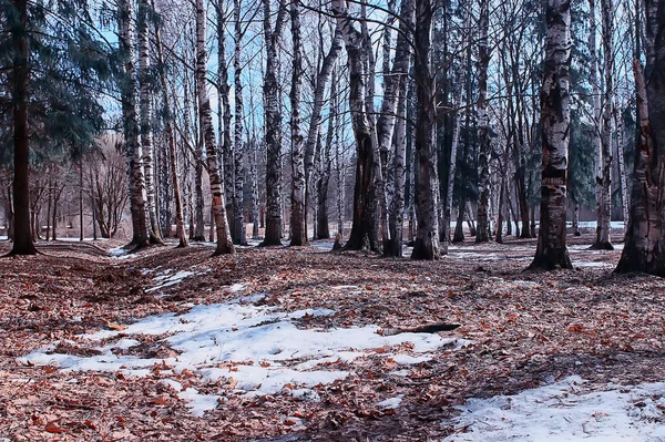 Landschap Winter Bos Somber Seizoensgebonden Landschap Sneeuw Bos Natuur — Stockfoto