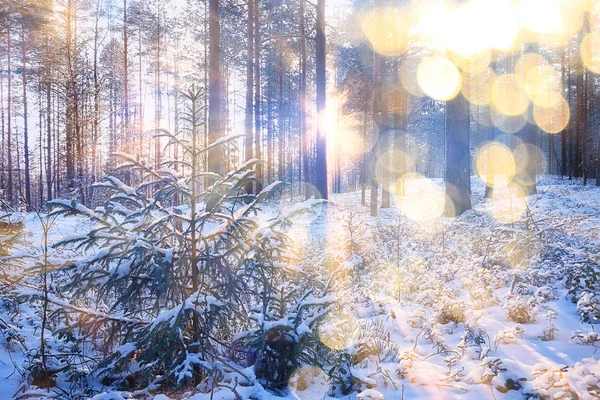 太陽の風景冬の森美しい雪の森の中の光の風景冬の季節のパノラマ — ストック写真