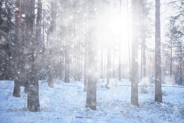 Landskap Snöfall Skogen Skog Täckt Med Snö Panoramautsikt Träd Snön — Stockfoto