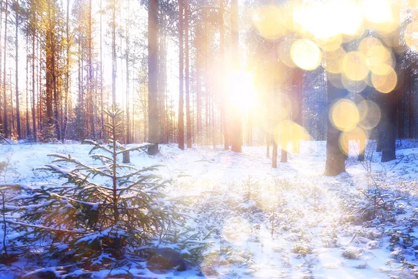 Ακτίνες Του Ήλιου Τοπίο Χειμώνα Δάσος Λάμψη Τοπίο Ένα Όμορφο — Φωτογραφία Αρχείου