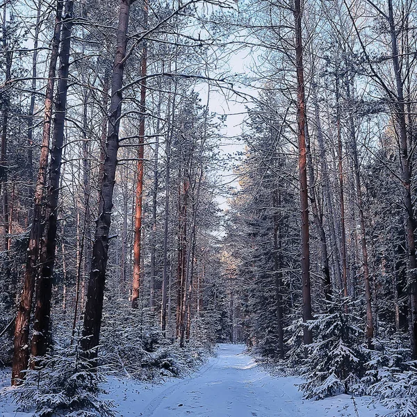 Foto Quadrate Foresta Nel Paesaggio Invernale Neve Nel Panorama Forestale — Foto Stock