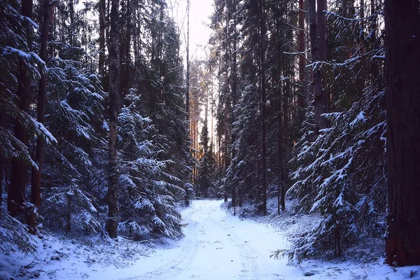 Paisaje Invierno Bosque Sombrío Paisaje Estacional Nieve Naturaleza Del Bosque —  Fotos de Stock