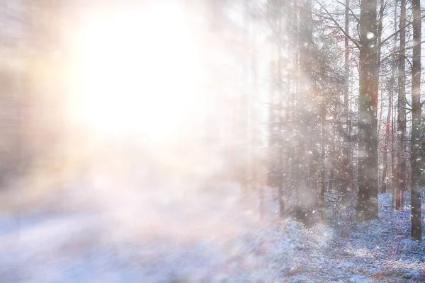 Solens Strålar Landskap Vinter Skog Glöd Landskap Vacker Snöig Skog — Stockfoto