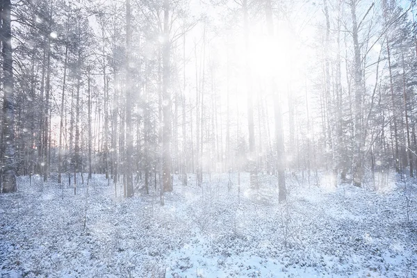 Landscape Snowfall Forest Forest Covered Snow Panoramic View Trees Snow — 스톡 사진