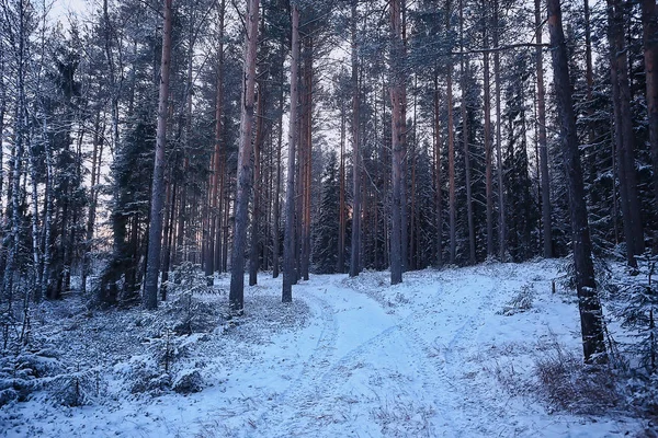 Пейзаж Зимовий Ліс Похмурий Сезонний Пейзажний Сніг Лісі Природа — стокове фото