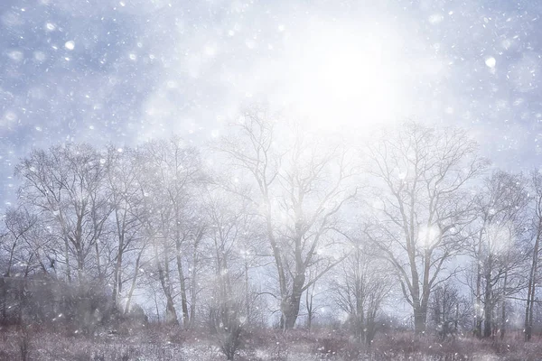 Snöstorm Skogen Bakgrund Abstrakt Suddig Bakgrund Snöflingor Faller Vinterskogen Landskapet — Stockfoto