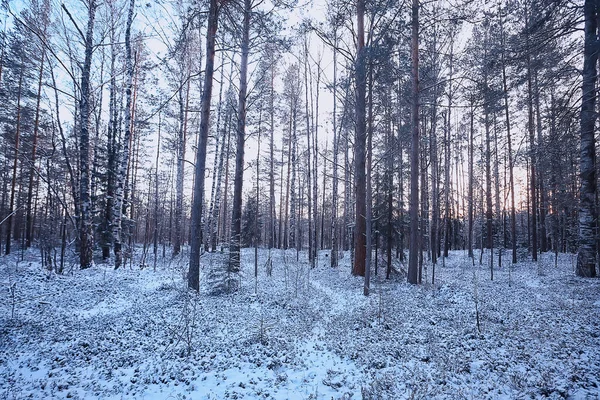 Paesaggio Inverno Foresta Cupa Paesaggio Stagionale Neve Nella Natura Foresta — Foto Stock