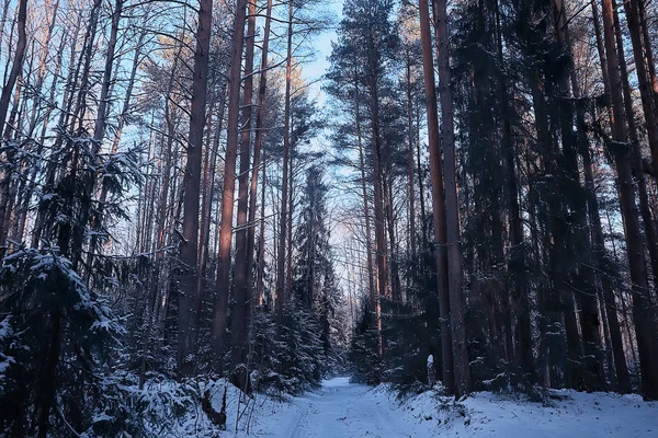 Landschaft Winter Wald Düster Saisonal Landschaft Schnee Wald Natur — Stockfoto