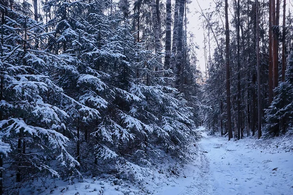 Landscape Winter Forest Gloomy Seasonal Landscape Snow Forest Nature — Stock Photo, Image