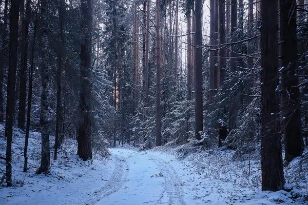 Paisagem Inverno Floresta Sombria Paisagem Sazonal Neve Natureza Florestal — Fotografia de Stock