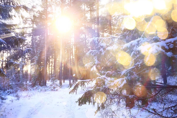 Raggi Del Sole Paesaggio Foresta Invernale Bagliore Paesaggio Una Bellissima — Foto Stock