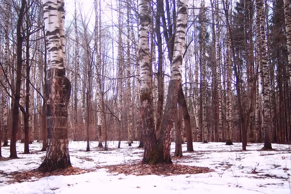 Δάσος Σημύδας Μαρτίου Αφηρημένο Θολό Τοπίο Στο Δάσος — Φωτογραφία Αρχείου