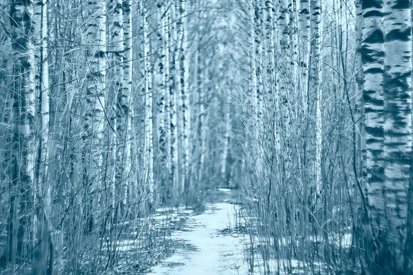 March Birch Forest Abstract Blurred Landscape Forest — 스톡 사진