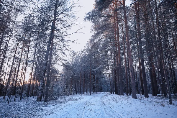 森の中の冬の森悲観的な季節の風景雪 — ストック写真