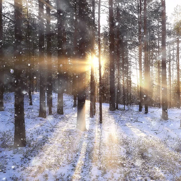 Fyrkantig Fotoskog Vinterlandskapet Snö Vinterskogen Panorama Över Landskapet Februari — Stockfoto