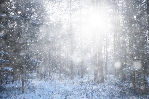 Queda Neve Paisagem Floresta Floresta Coberta Neve Vista Panorâmica Árvores — Fotografia de Stock