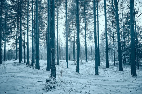 Paisaje Invierno Bosque Sombrío Paisaje Estacional Nieve Naturaleza Del Bosque —  Fotos de Stock