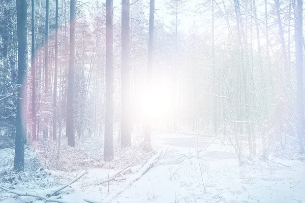 背景阳光灿烂的森林冬季抽象背景 — 图库照片