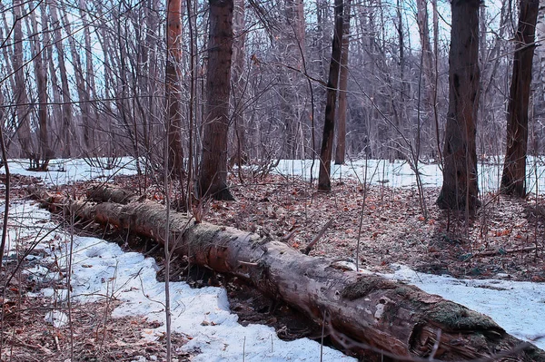 Paysage Hiver Forêt Sombre Paysage Saisonnier Neige Dans Forêt Nature — Photo