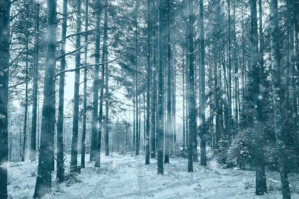 Schneefall Wald Schneebedeckter Wald Bäume Mit Panoramablick Schnee — Stockfoto