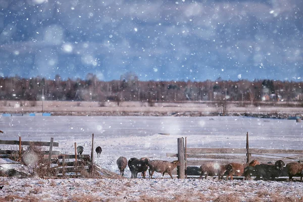 Inverno Paesaggio Rurale Vista Panoramica Gennaio Stagionale — Foto Stock